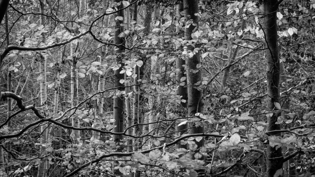 Bunt sind schon die Wälder...
