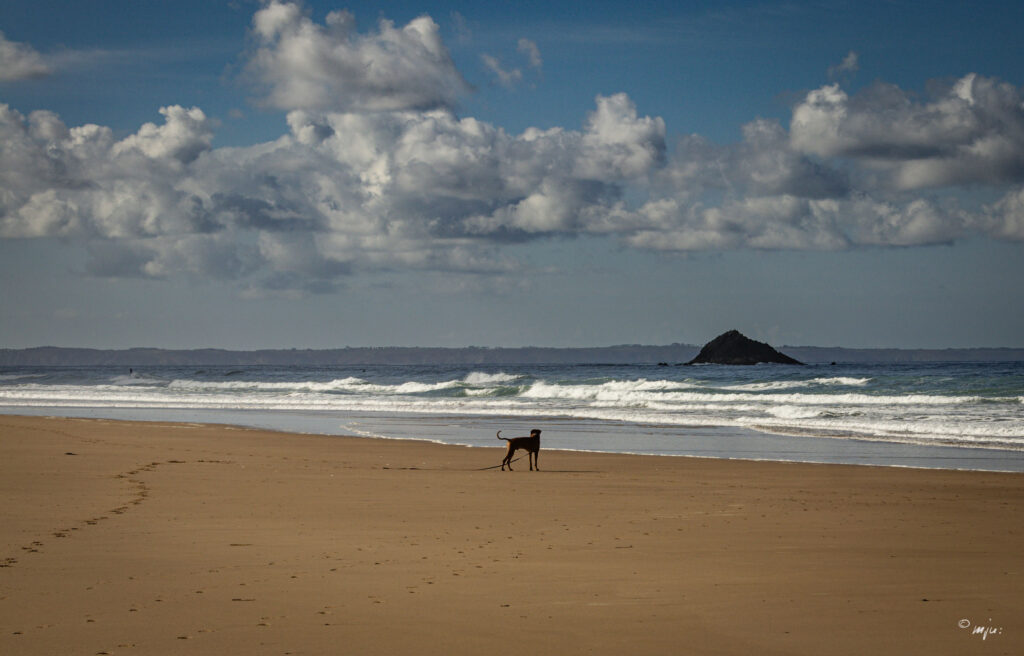 Lonely dog